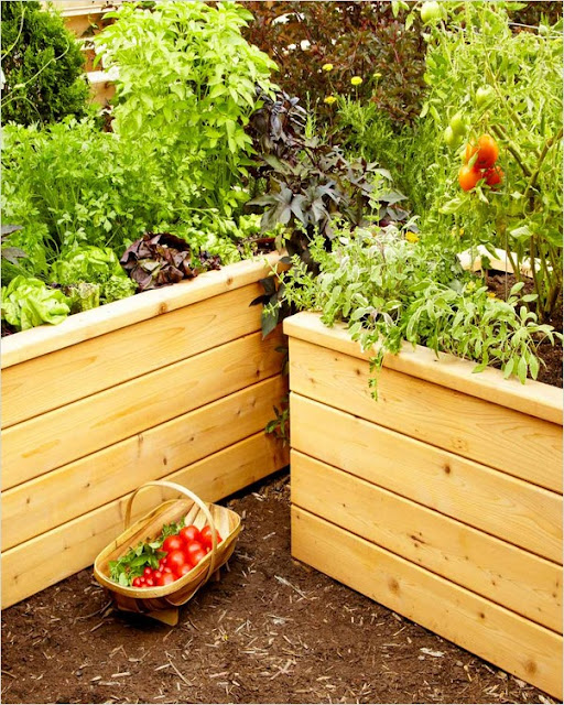 Vegetable Container Gardening