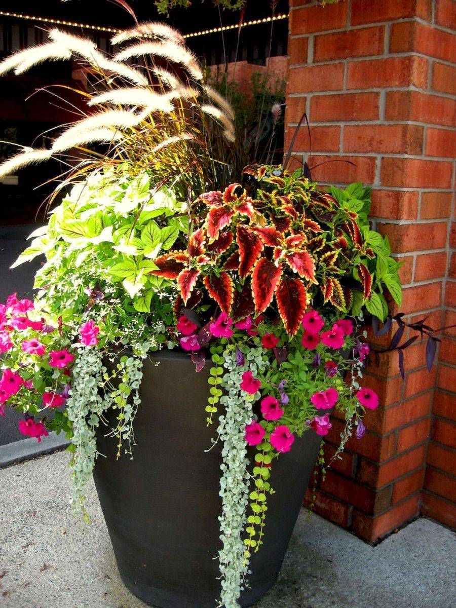 Most Beautiful Container Gardening Flowers Ideas