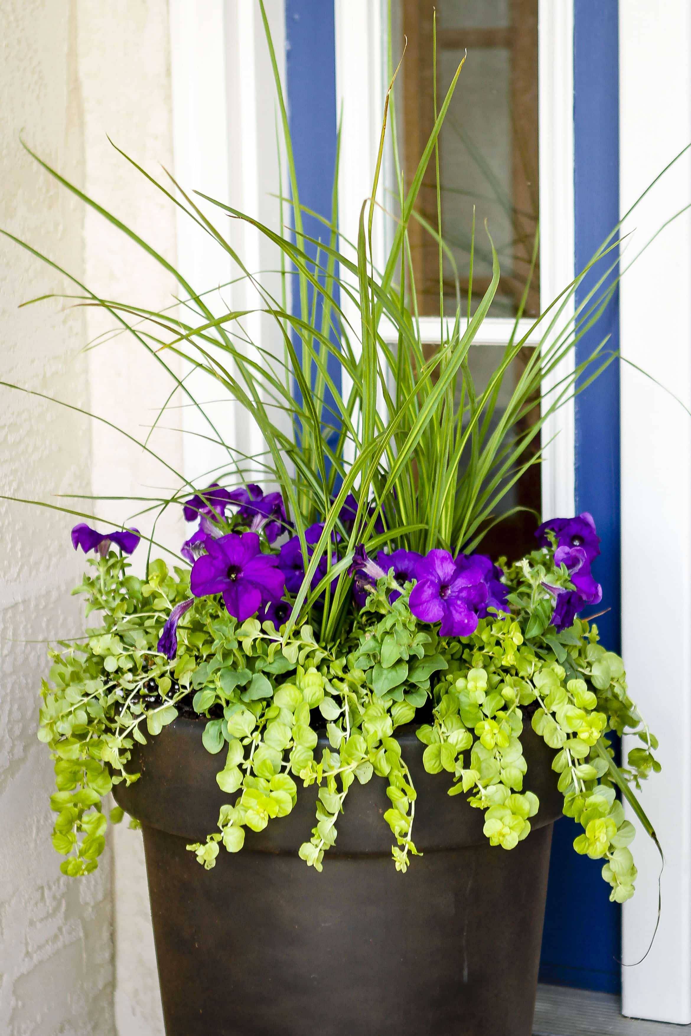 Amazing Fall Container Garden
