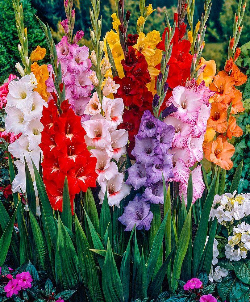 Beautiful Gladiolus Flower Ideas