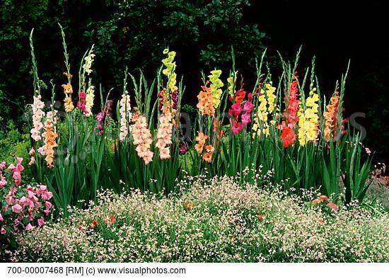 Beautiful Gladiolus Flower Ideas