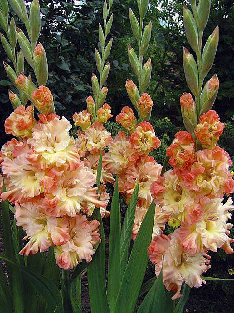 Gladiolus Bulbs