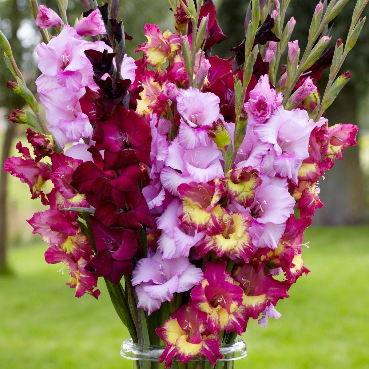 About X Gladioli Pink Friendship Large Flower Perennial