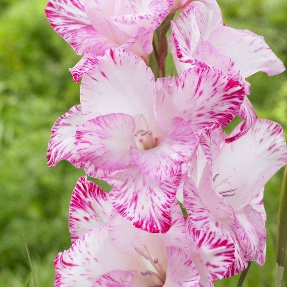 Gladiola Plants