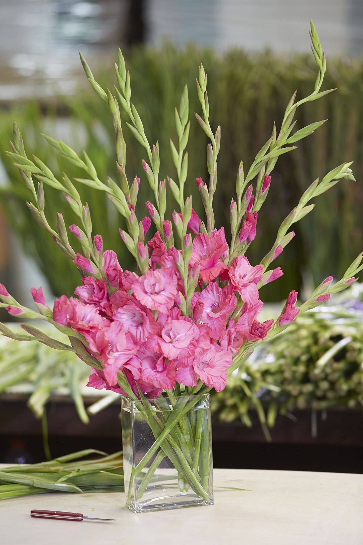 Gladiolus Large Flowering Mante Gladiolus