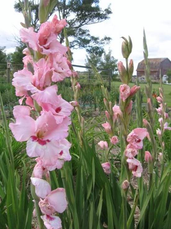 Gladiolus Sunset Mix Longfield Gardens Bulb Flowers