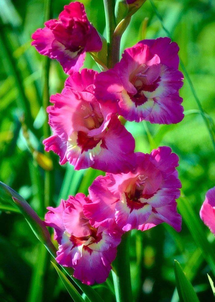 The Garden Gladiolus Flower