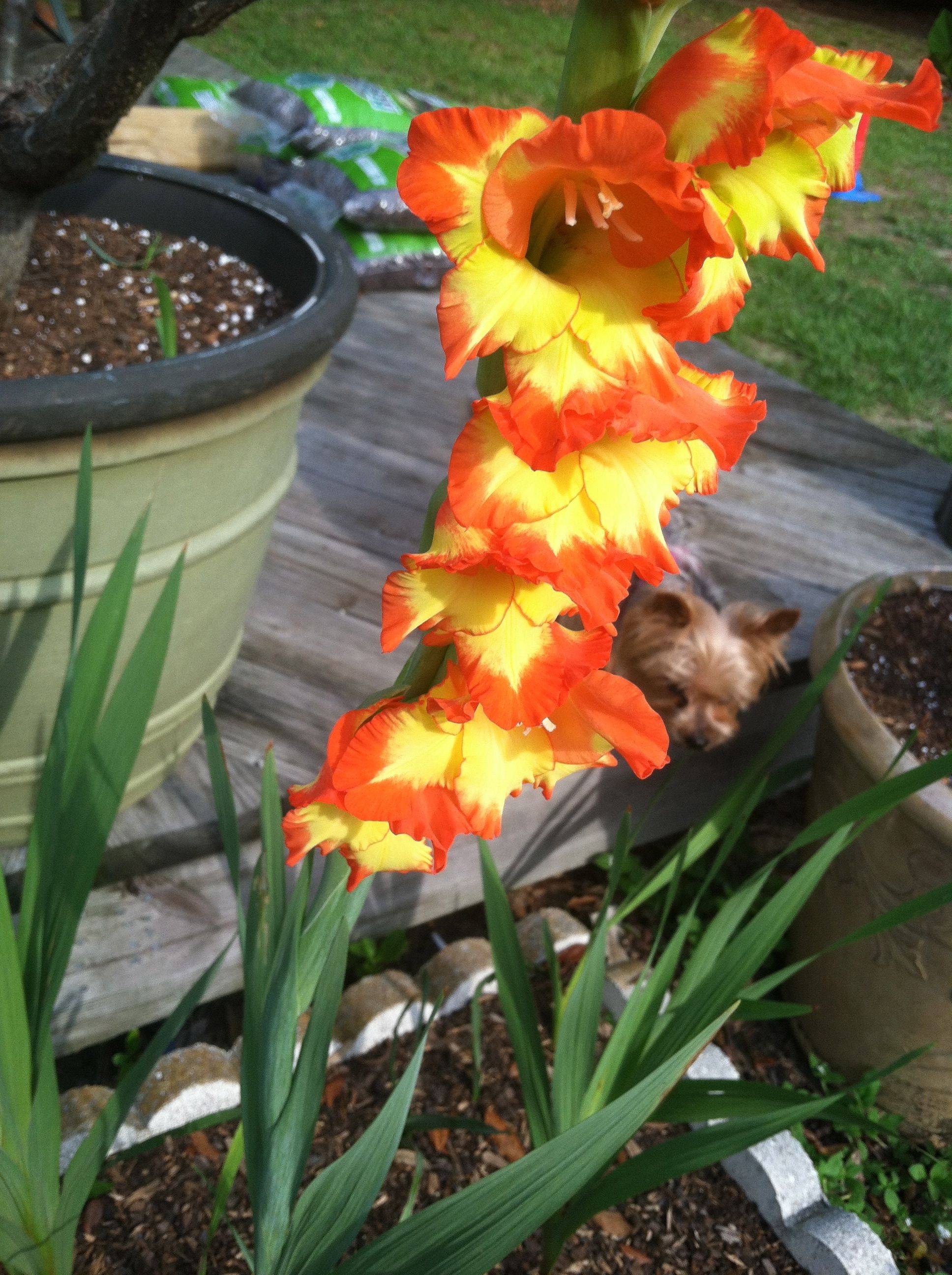 The Garden Gladiolus Flower