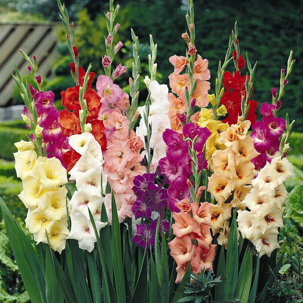 Koersk Parrot Gladiolus Bulbs Cm Ruffled Flowers Hirt