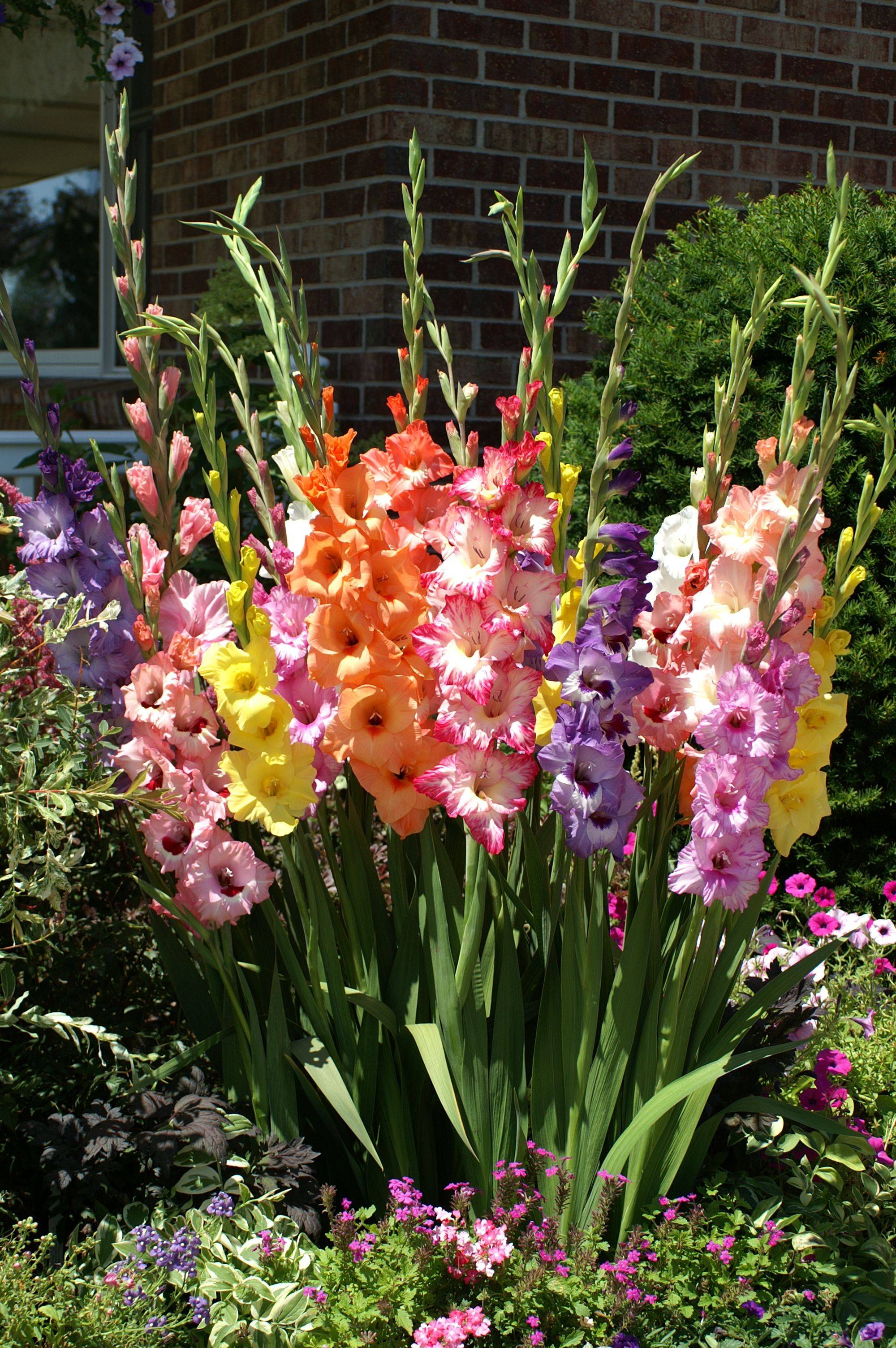 Largeflowered Gladioli Mix