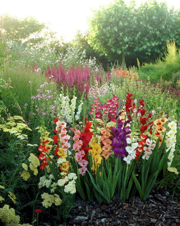 Large Gladioli Bulbs Garden Plants Giant Summer Mix