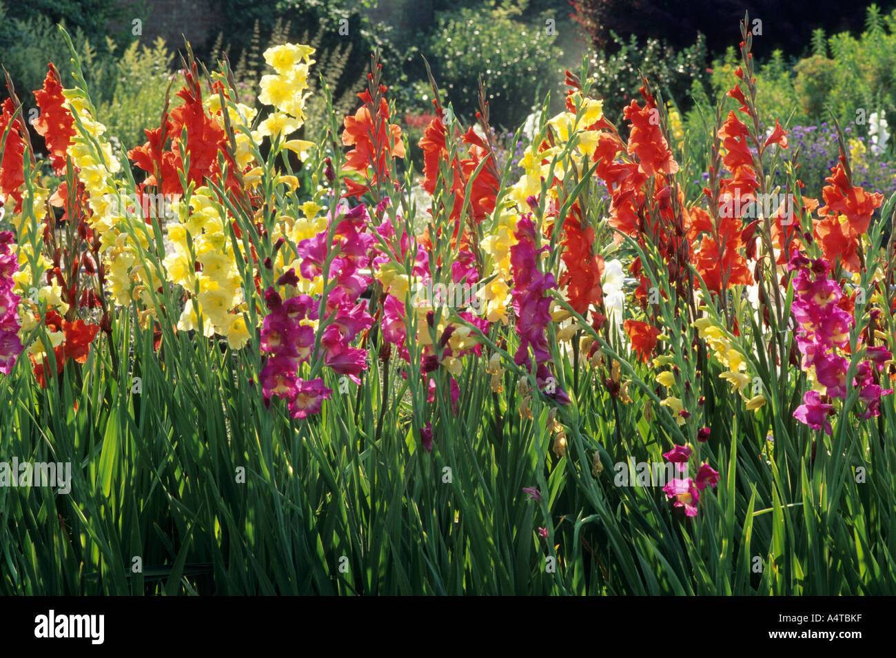 Largeflowered Bakkercom Gladioli Buybuy Largeflowered Gladioli