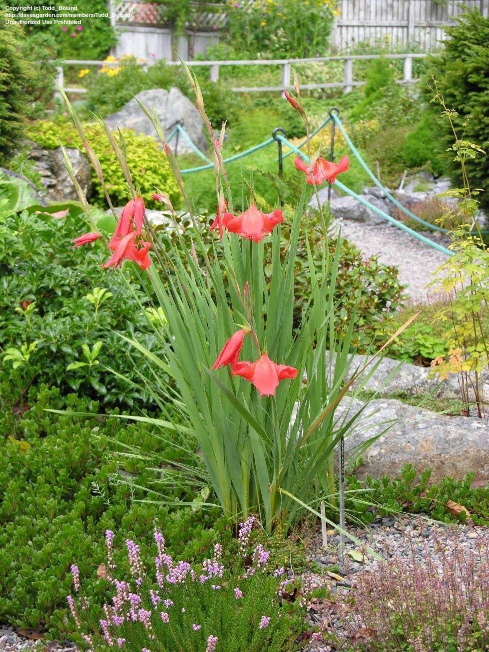 Garden Large Flowering Gladiolus Mixed Flower Bulbs Pack