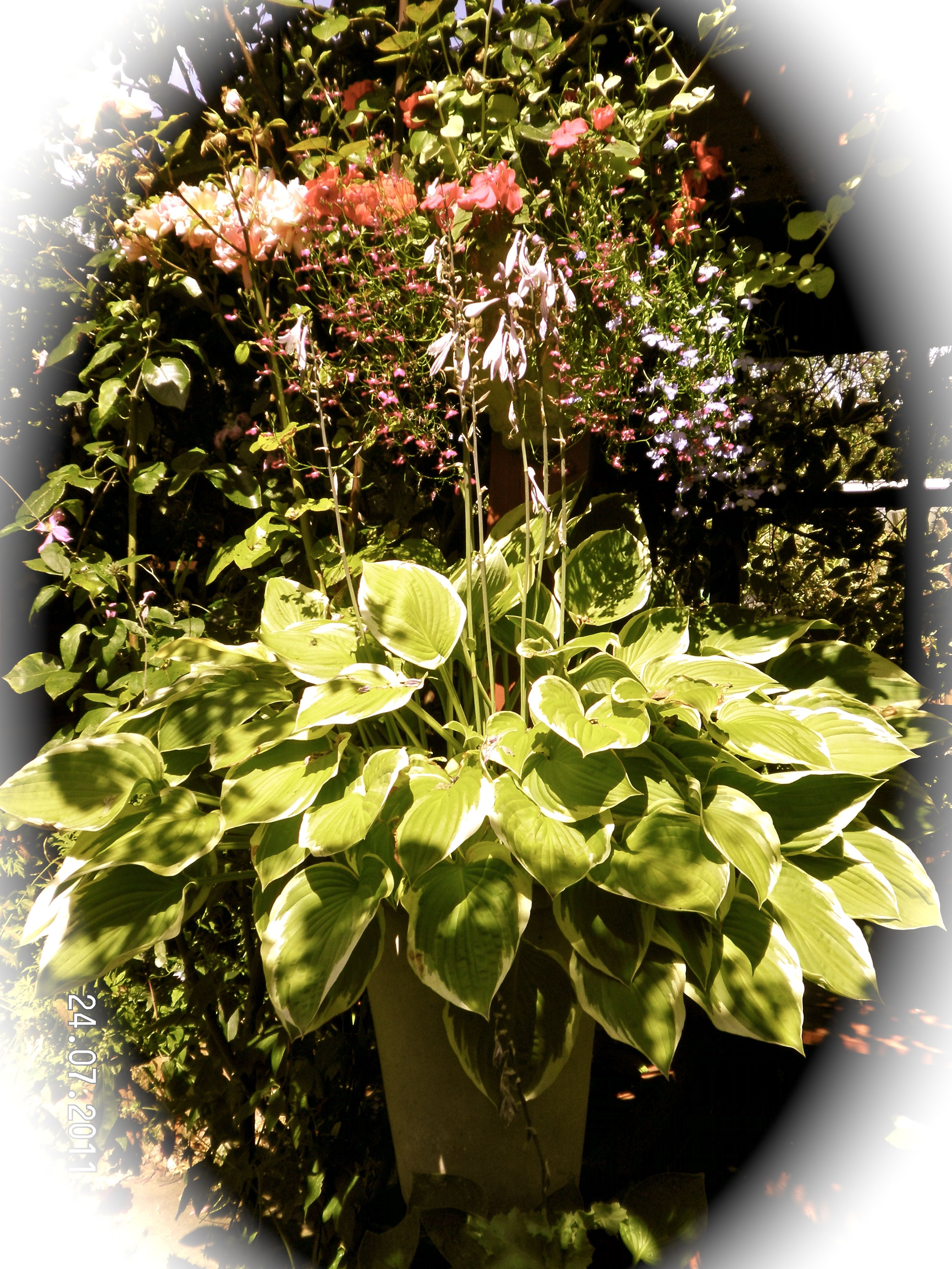 All Year Round Gardenshrubs Container Gardening