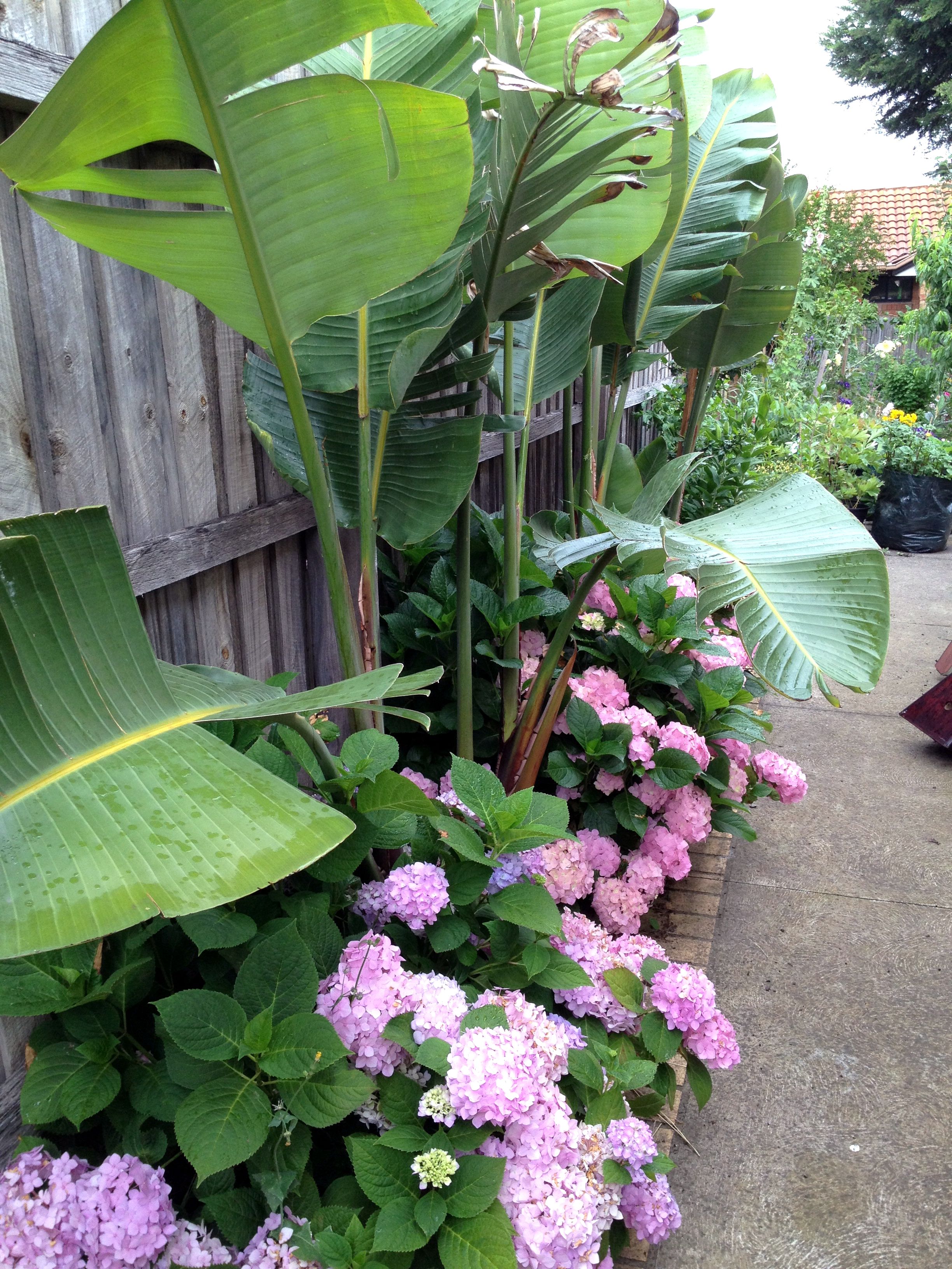 Giant Succulent Bowl