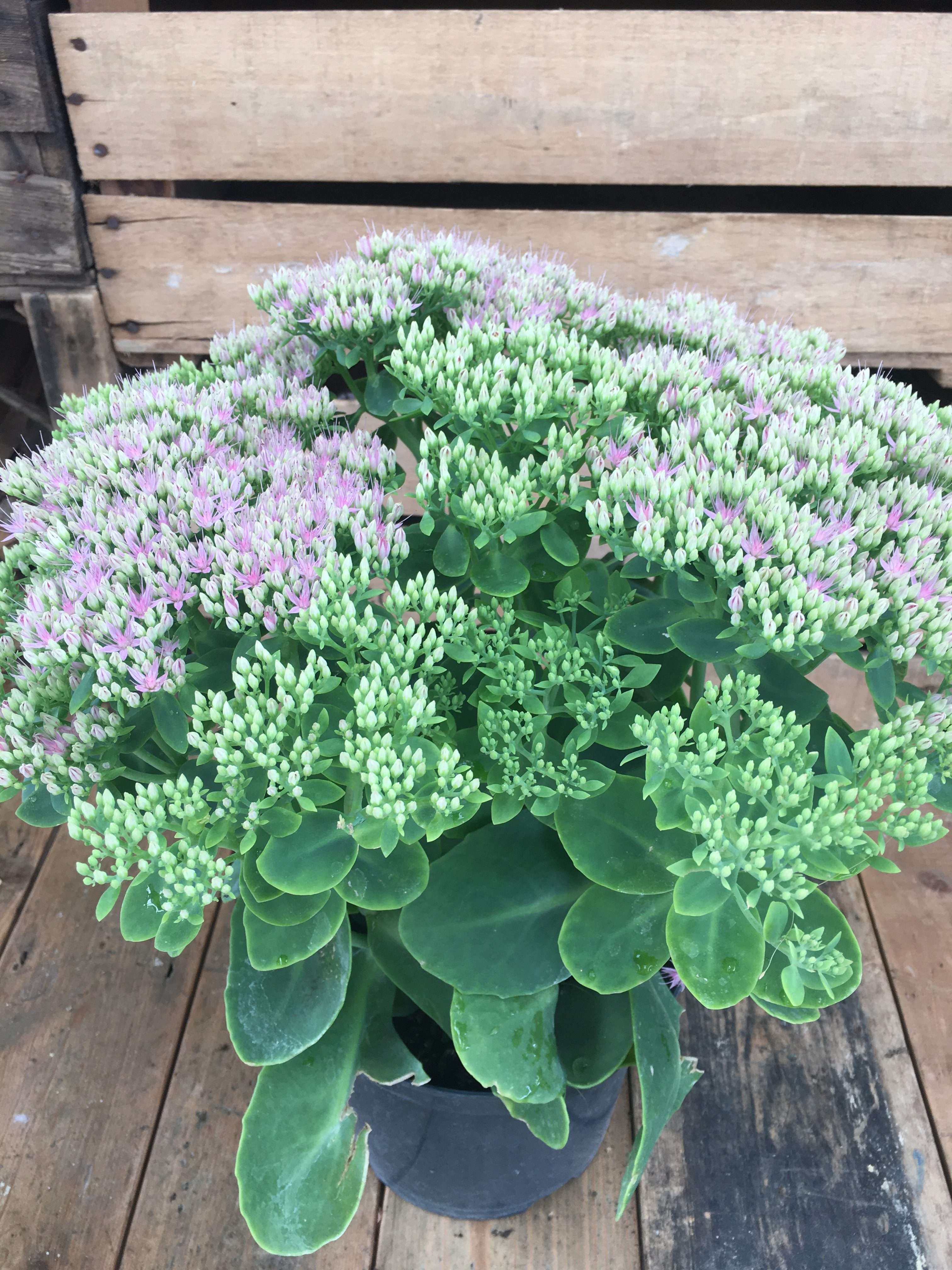 Giant Arborvitae Privacy Hedge