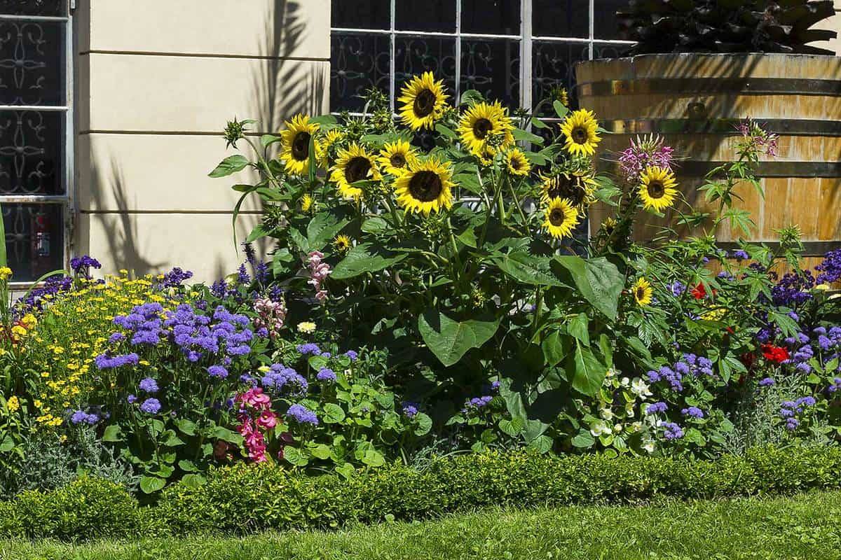 Beautiful Sunflower Backyard Design
