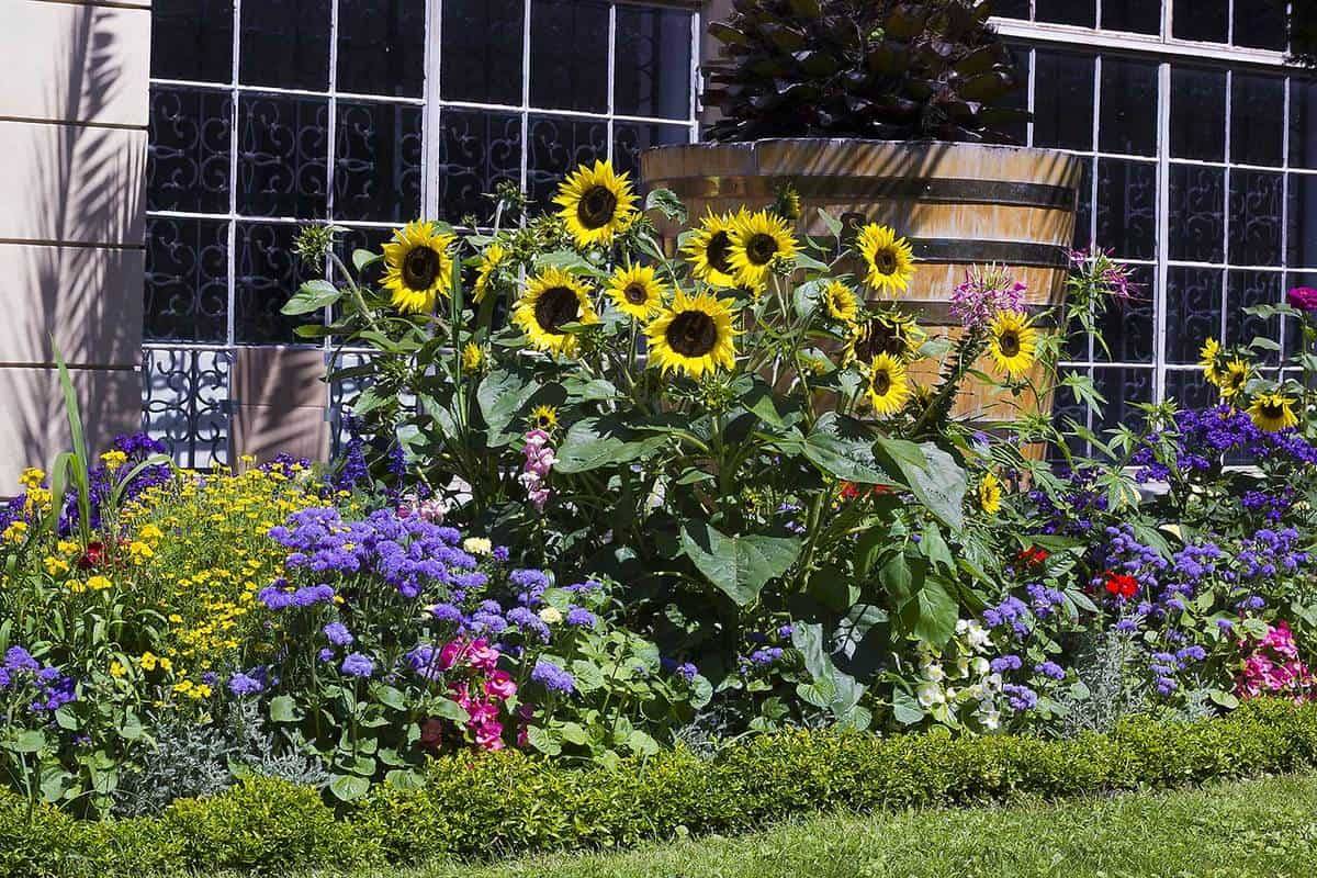 Beautiful Sunflower Backyard Design