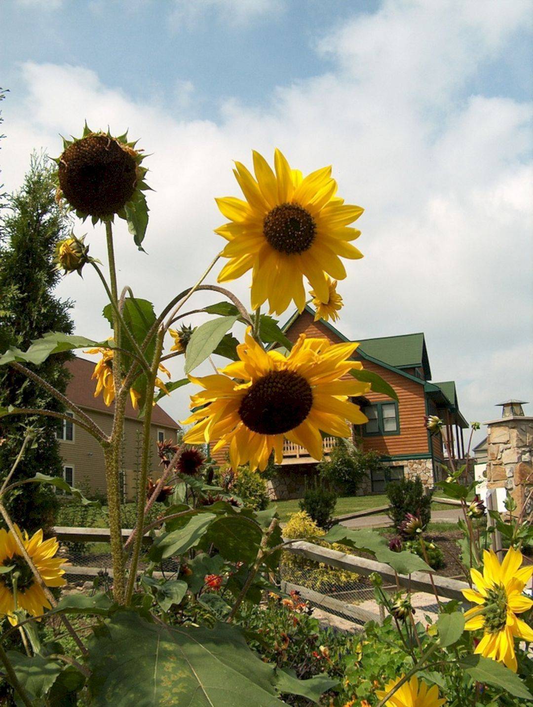 Cool Stunning Sunflower Garden Ideas Httpsgardenmagzcom