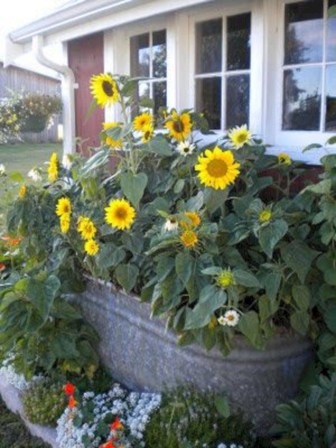 Incredible Sun Flower Garden Design Ideas Garden Design Sunflower