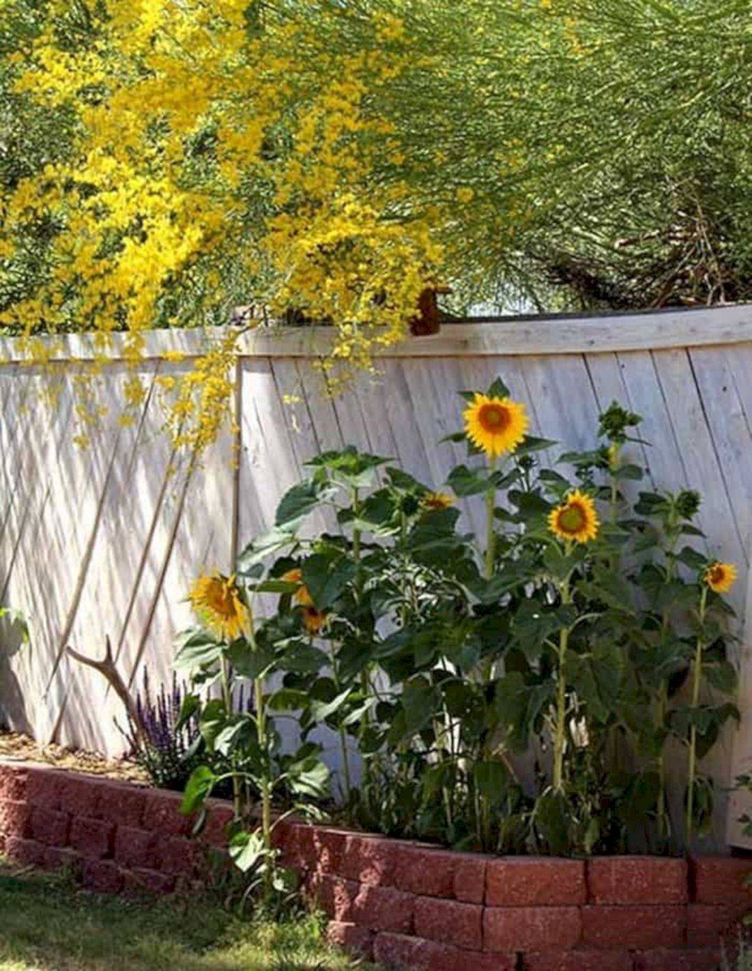 Sunflower Backyard Design Ideas