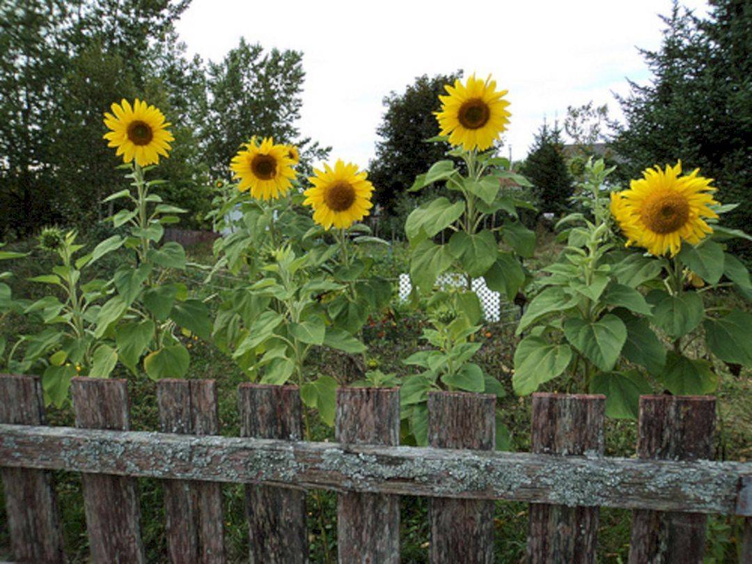 Sunflower Backyard Design Ideas