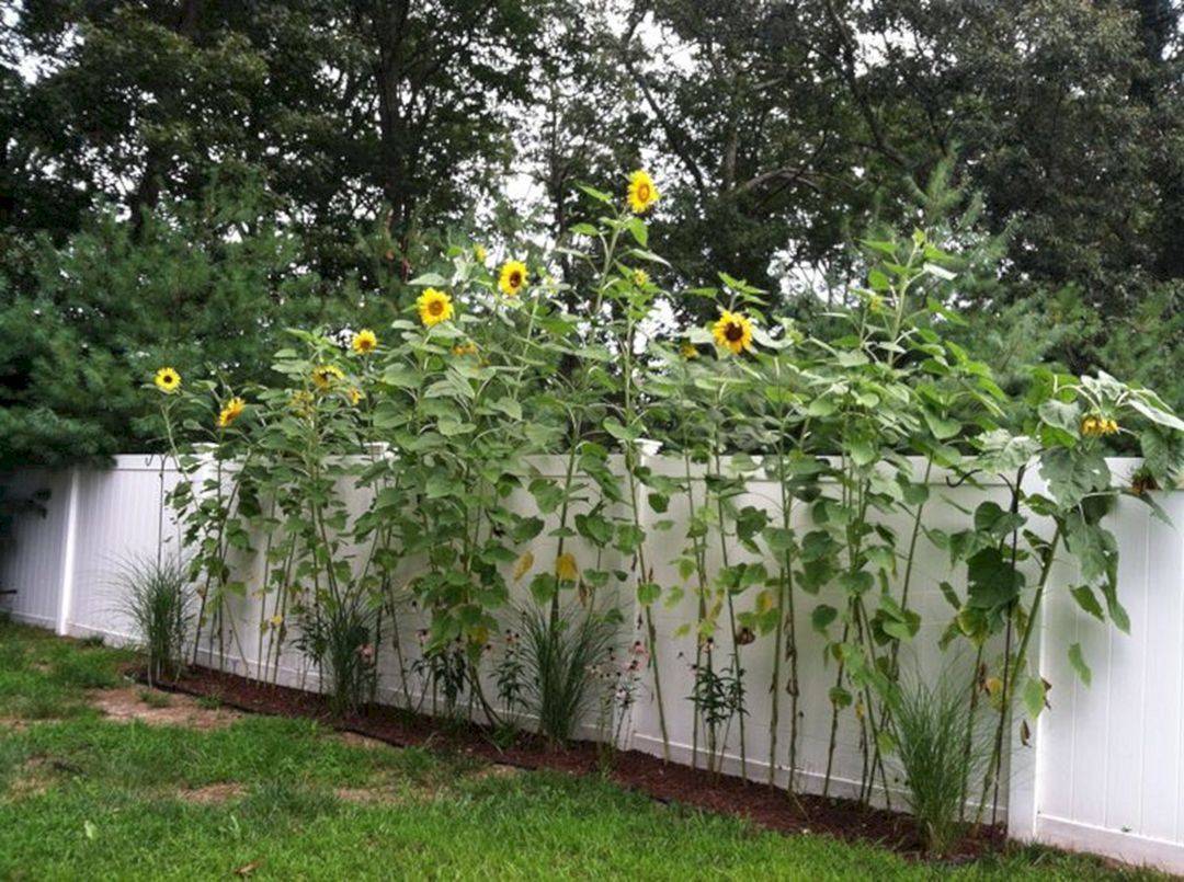 Sunflower Backyard Design Ideas
