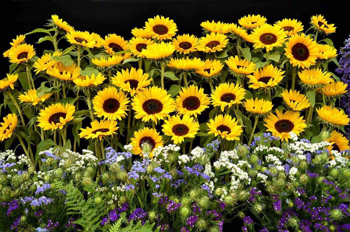 Beautiful Sunflower Backyard Design