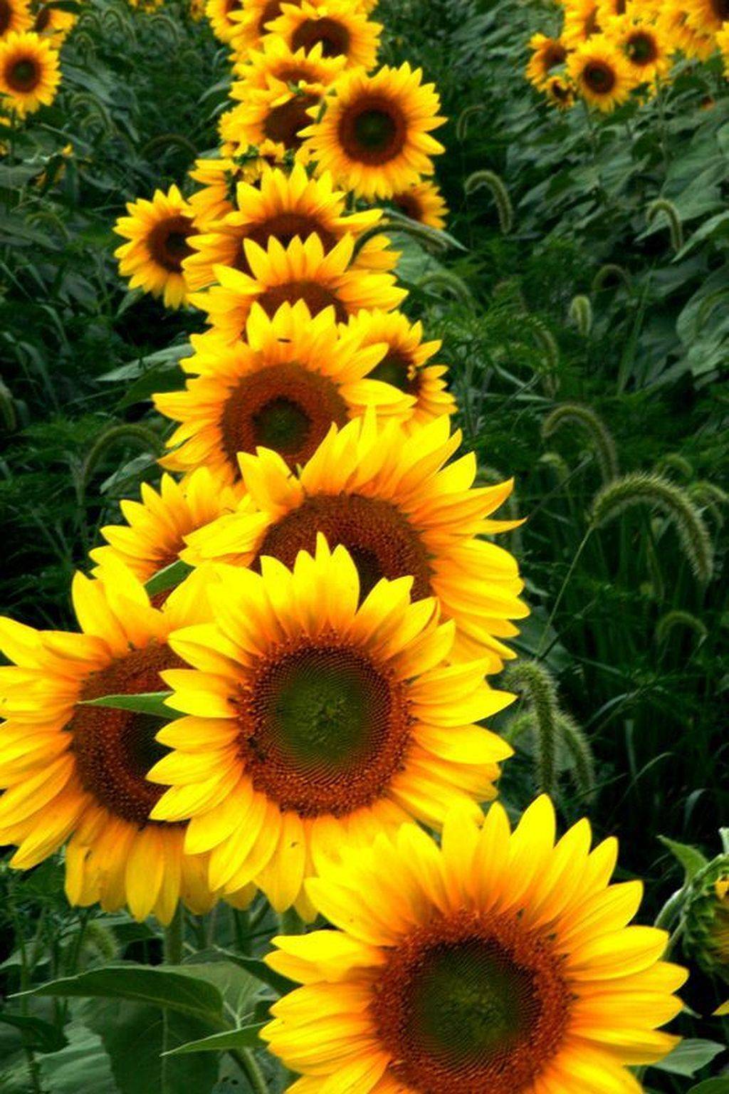 Beautiful Sunflower Backyard Design