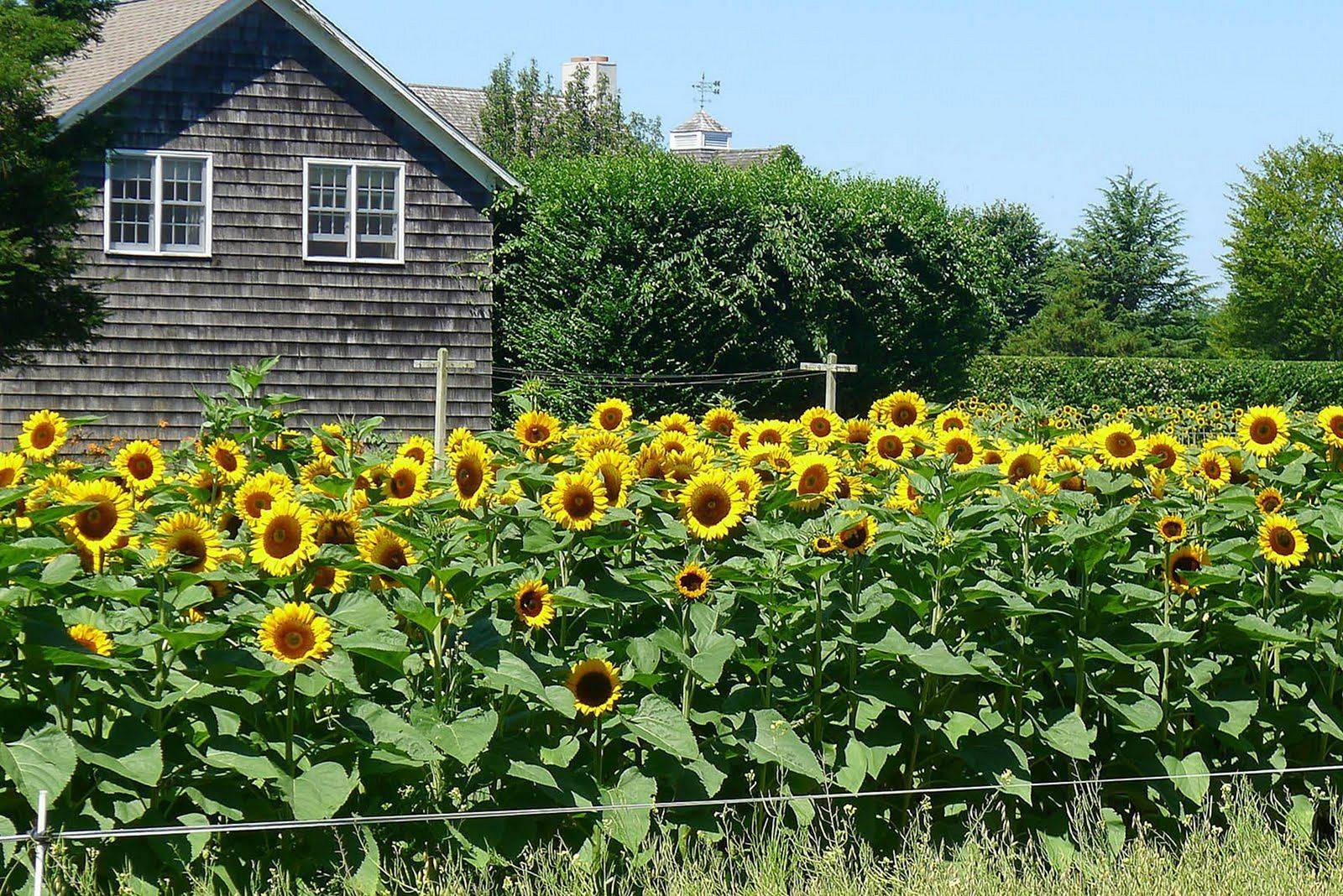 Stunning Sunflower Garden Ideas Sunflower Garden Sunflower Garden