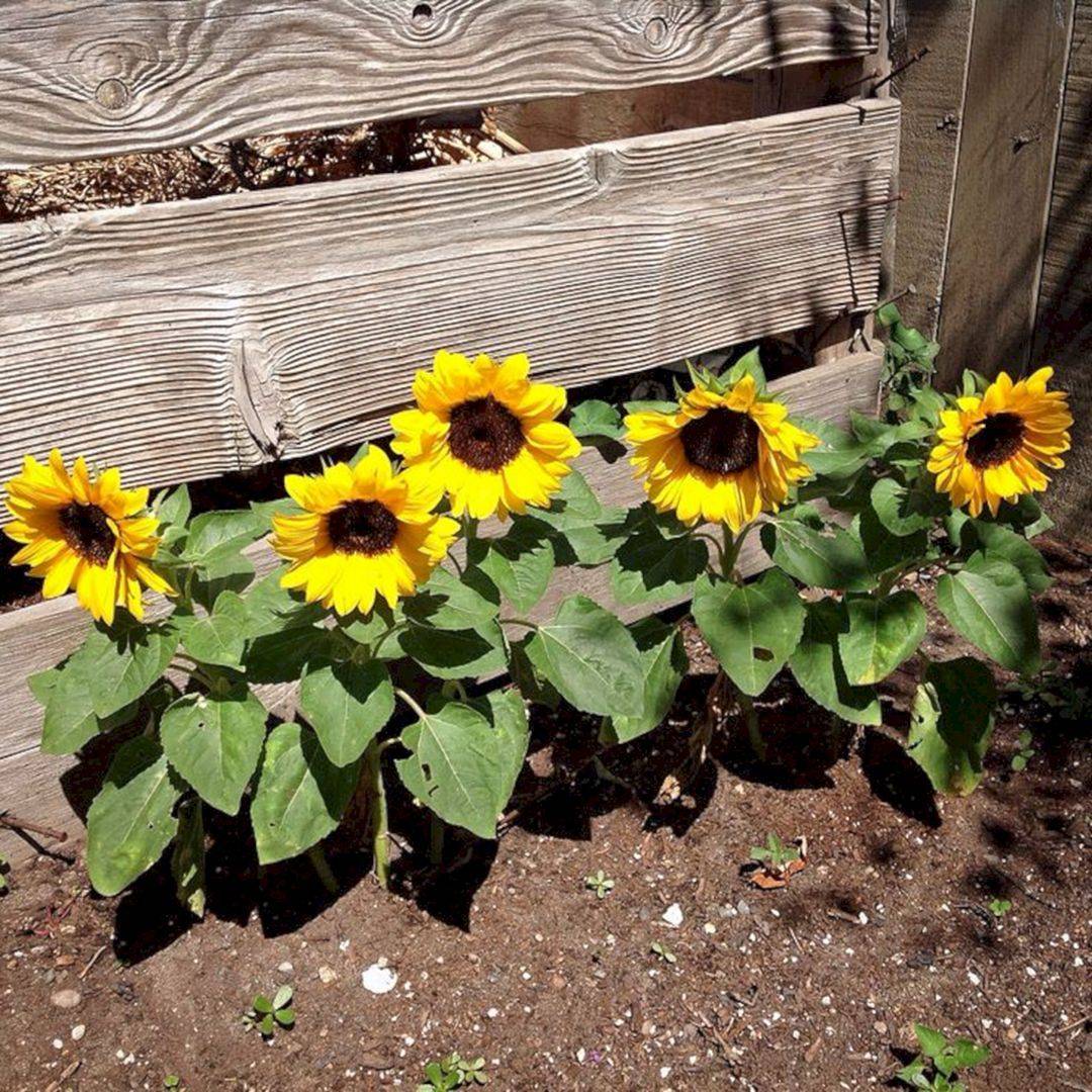 Beautiful Sunflower Garden Ideas