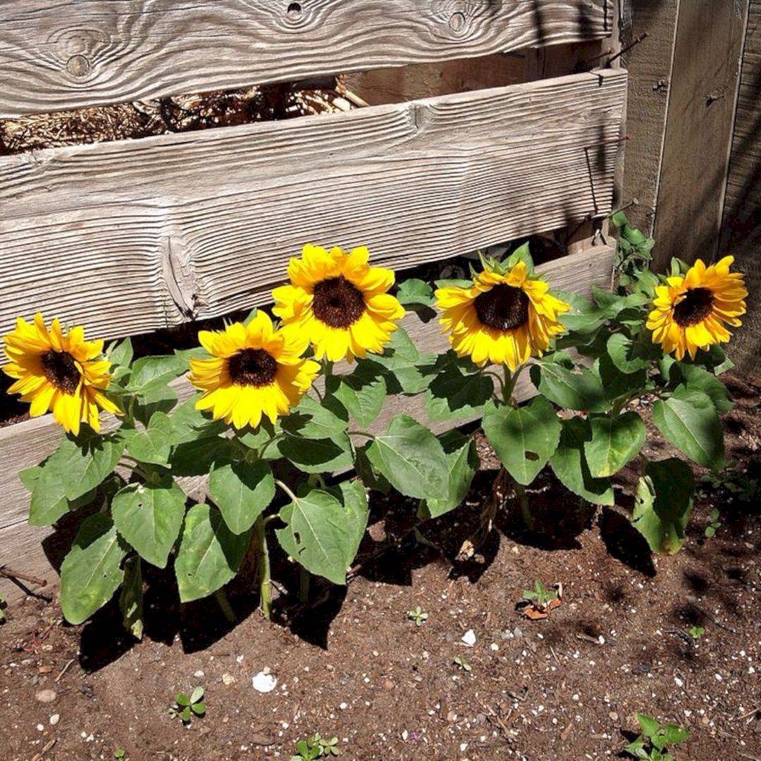 21 Beautiful Sunflower Garden Ideas You Cannot Miss SharonSable