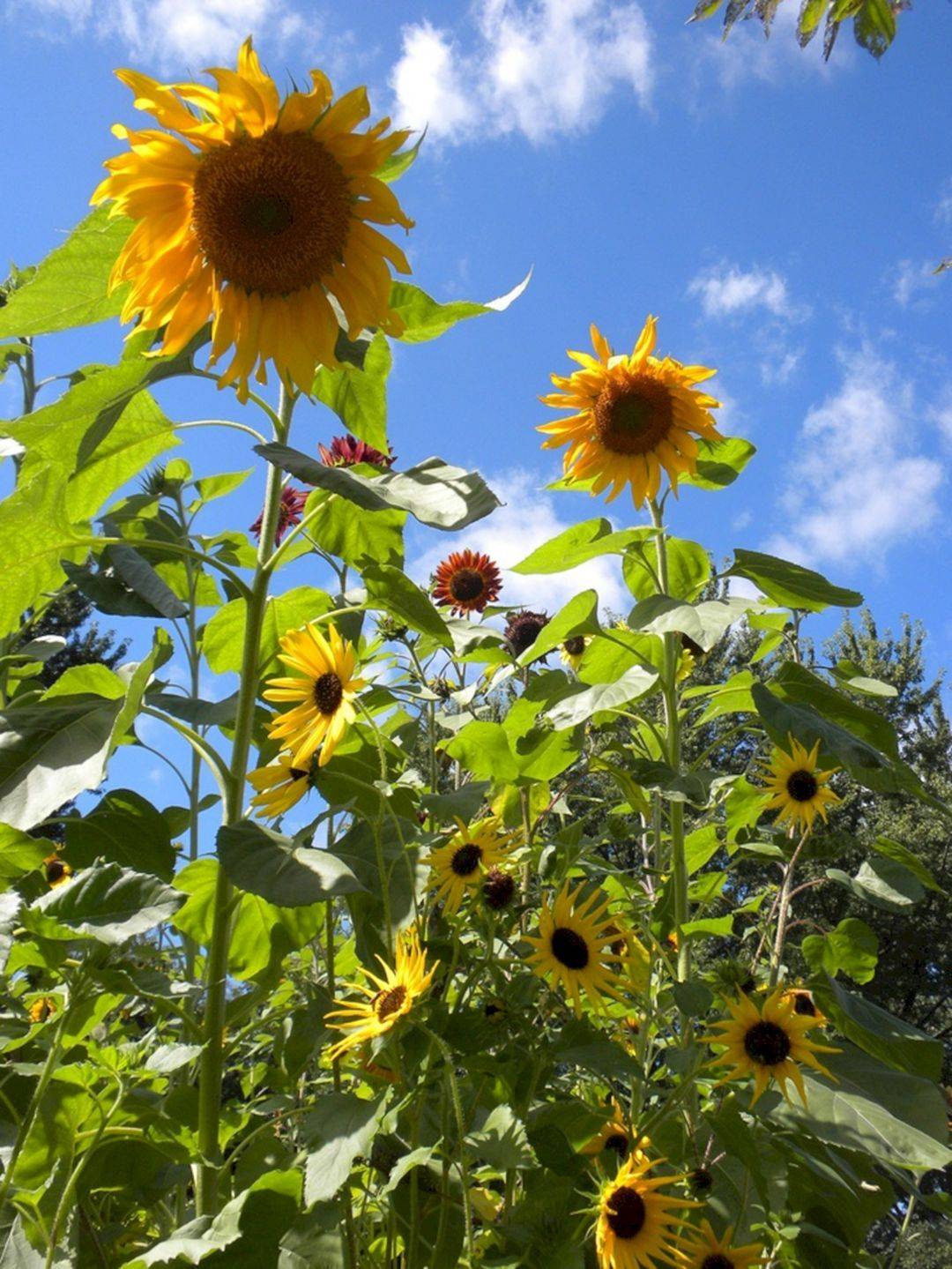 Brilliant Beautiful Sunflower Backyard Design