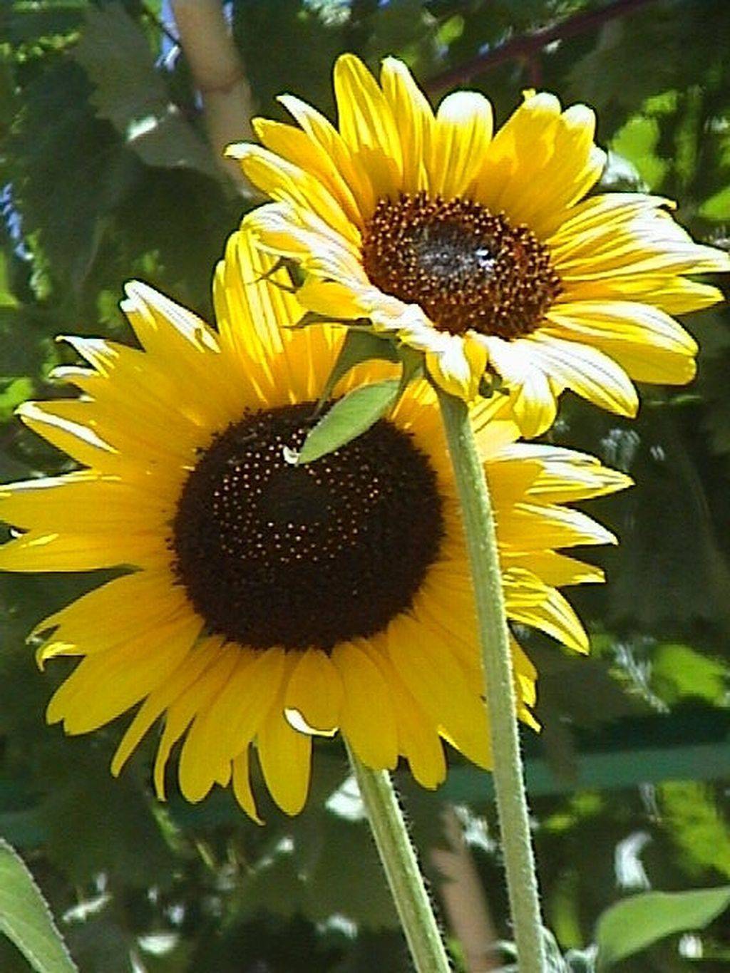 Impressive Beautiful Sunflower Backyard Design