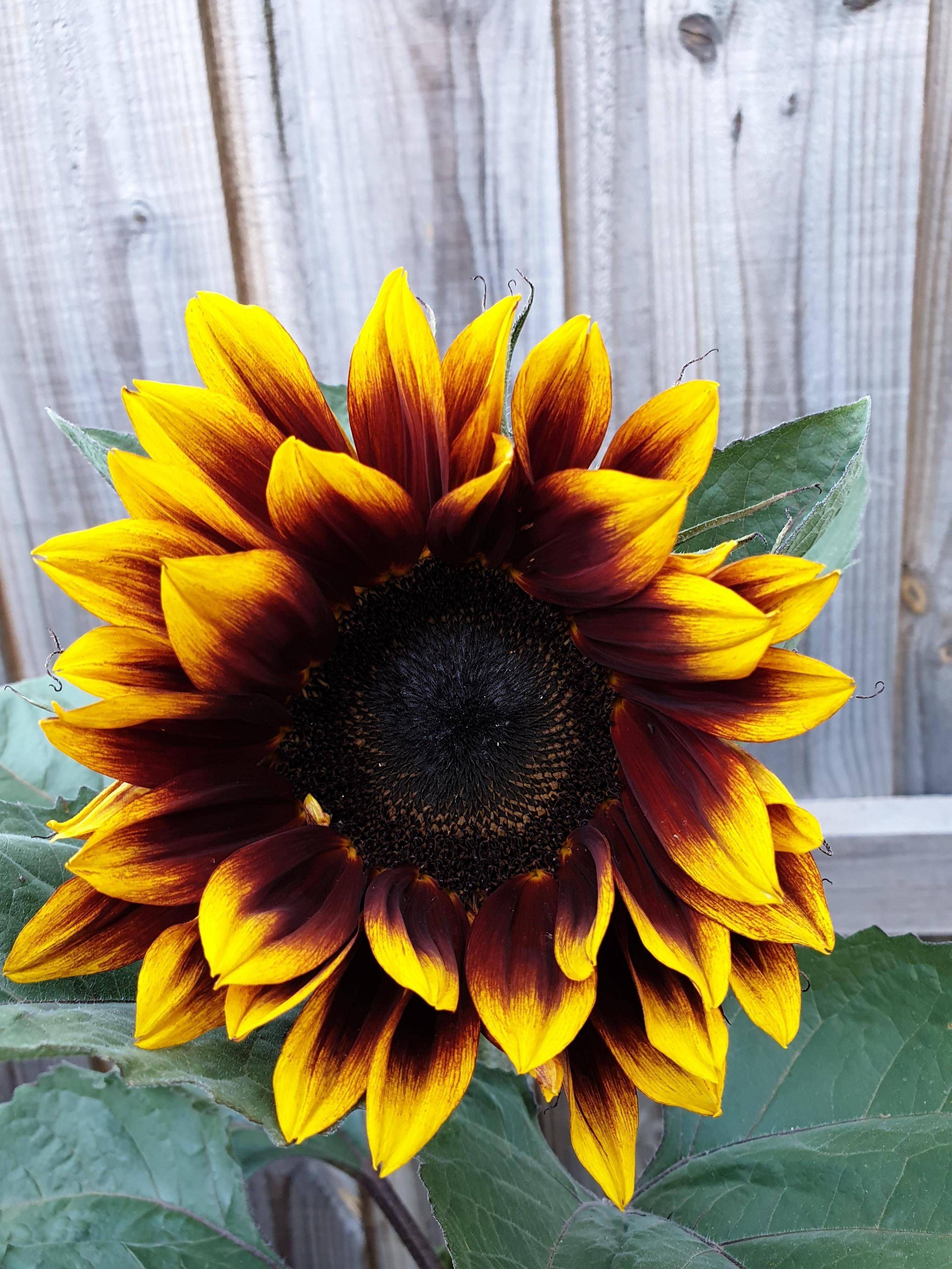 Beautiful Sunflower Backyard Design