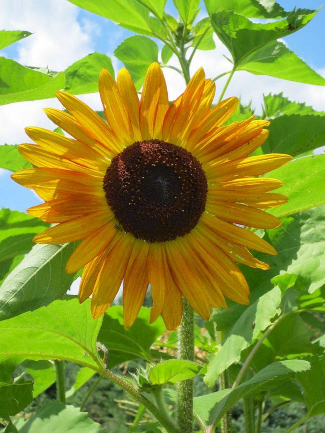 My Beautiful Sunflower