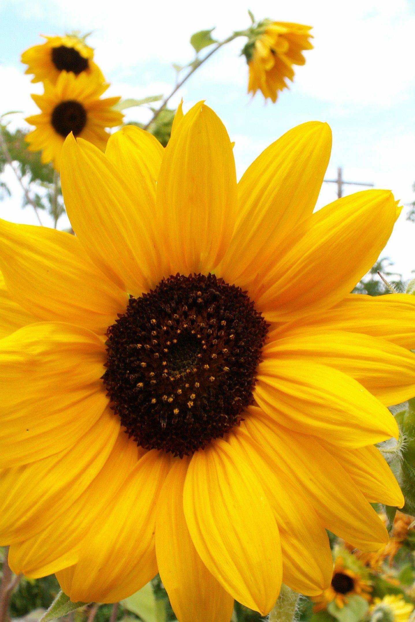 Diy Sunflowers Home Gardening