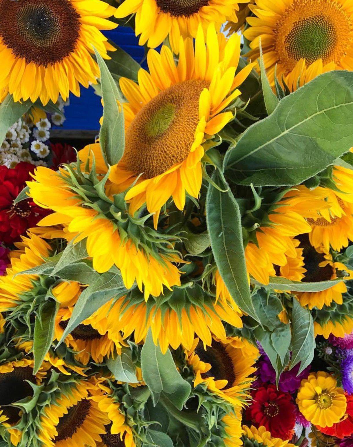 Painted Fence Fence Paint