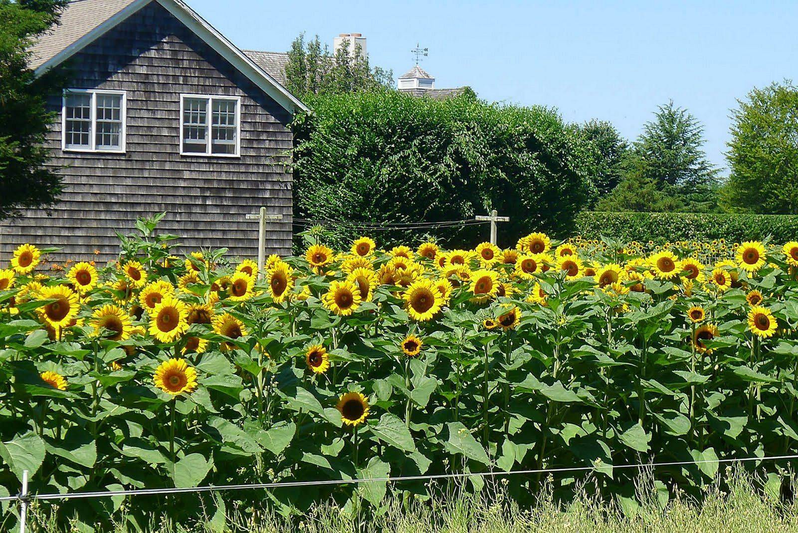 Beautiful Sunflower Backyard Design