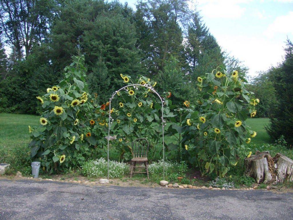 Beautiful Sunflower Backyard Design