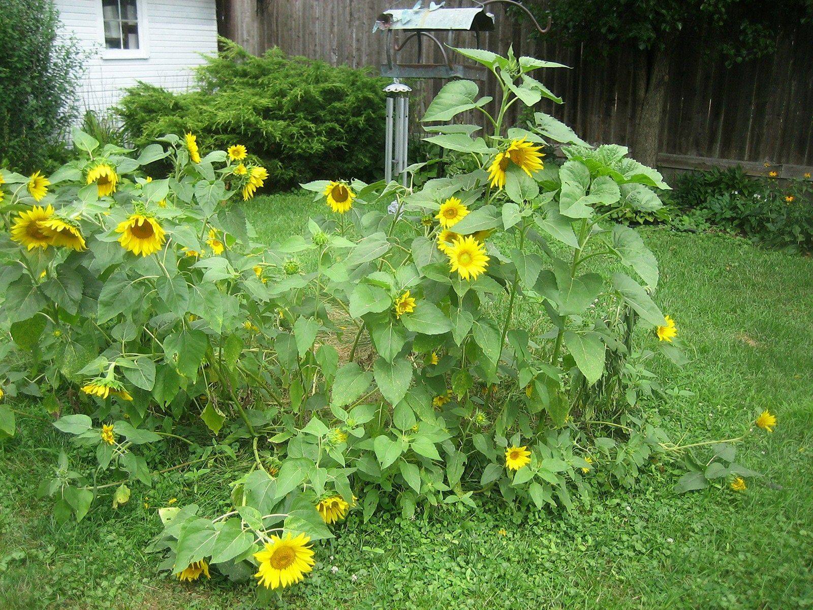 Beautiful Sunflower Backyard Design