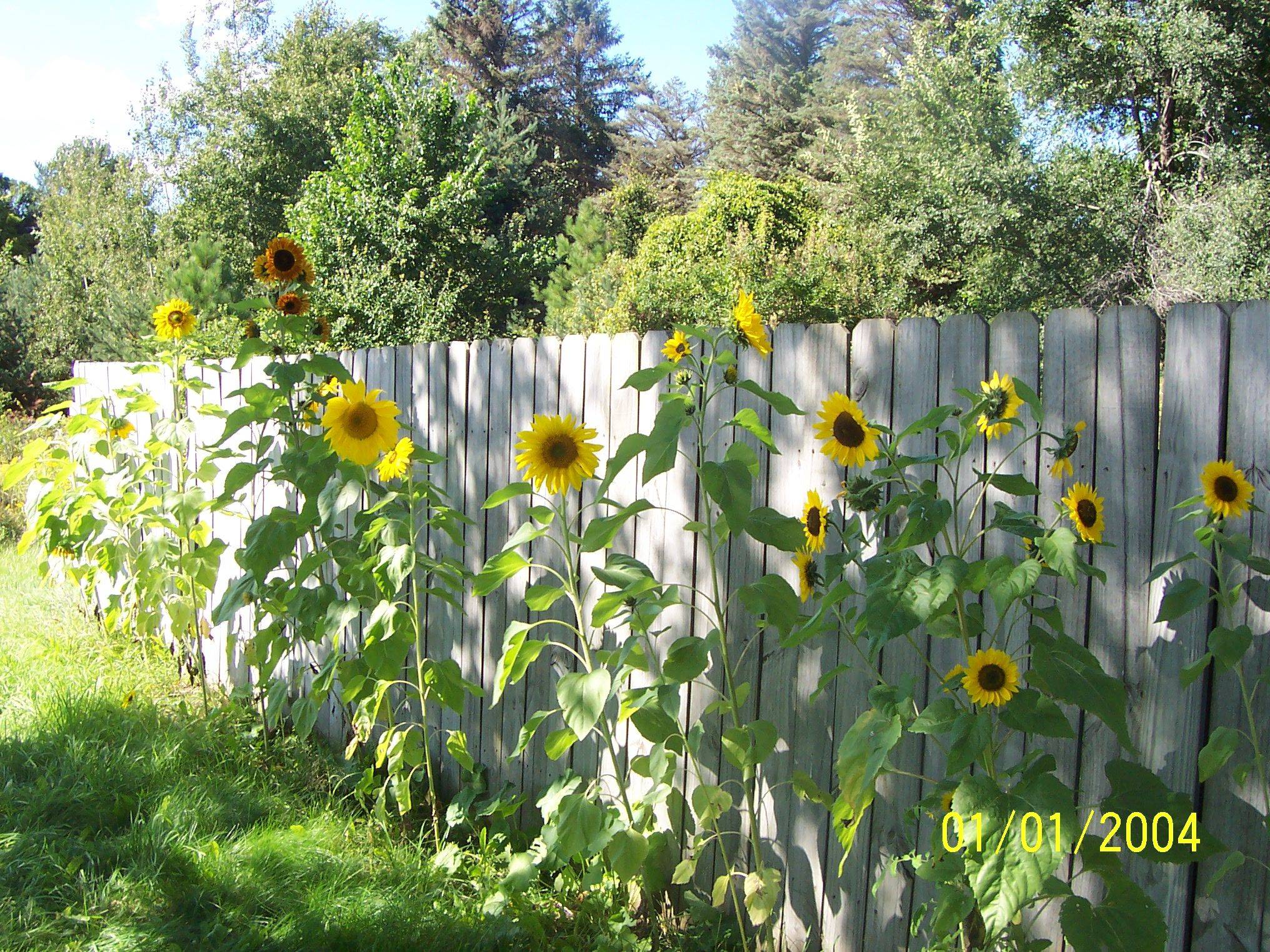 Brilliant Beautiful Sunflower Backyard Design
