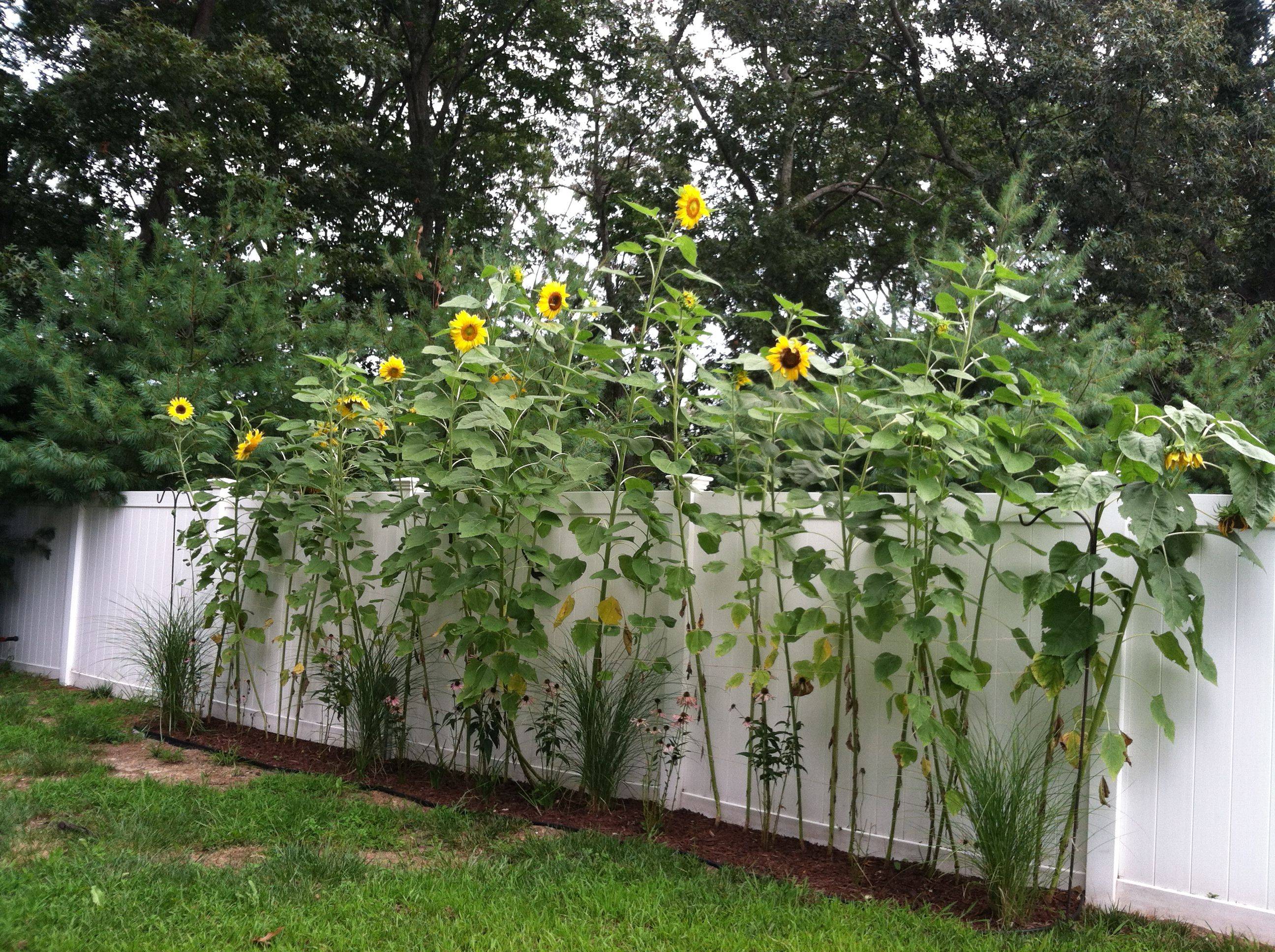 Incredible Sun Flower Garden Design Ideas Gardening Ideas