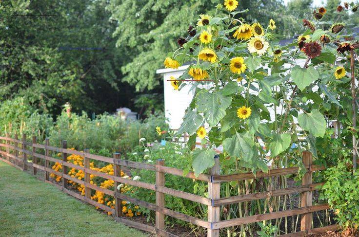 My Sunflower Garden