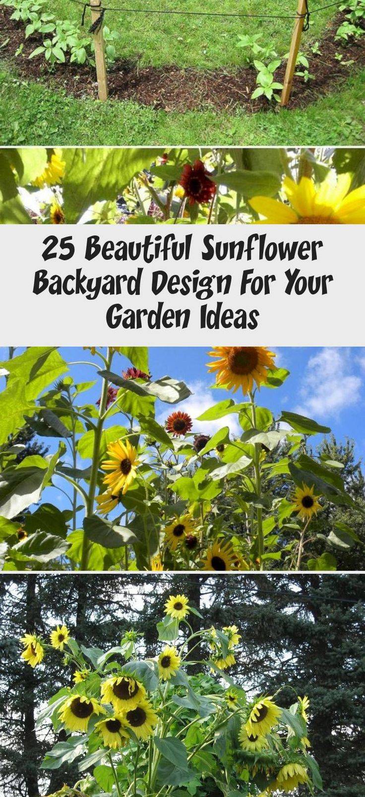 Sunflower Garden Design Flower Garden Design