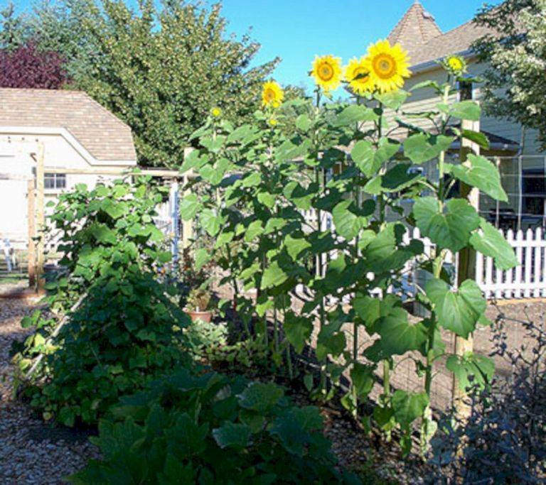 Heirloom Bakers Creek Garden Fence Sunflowers