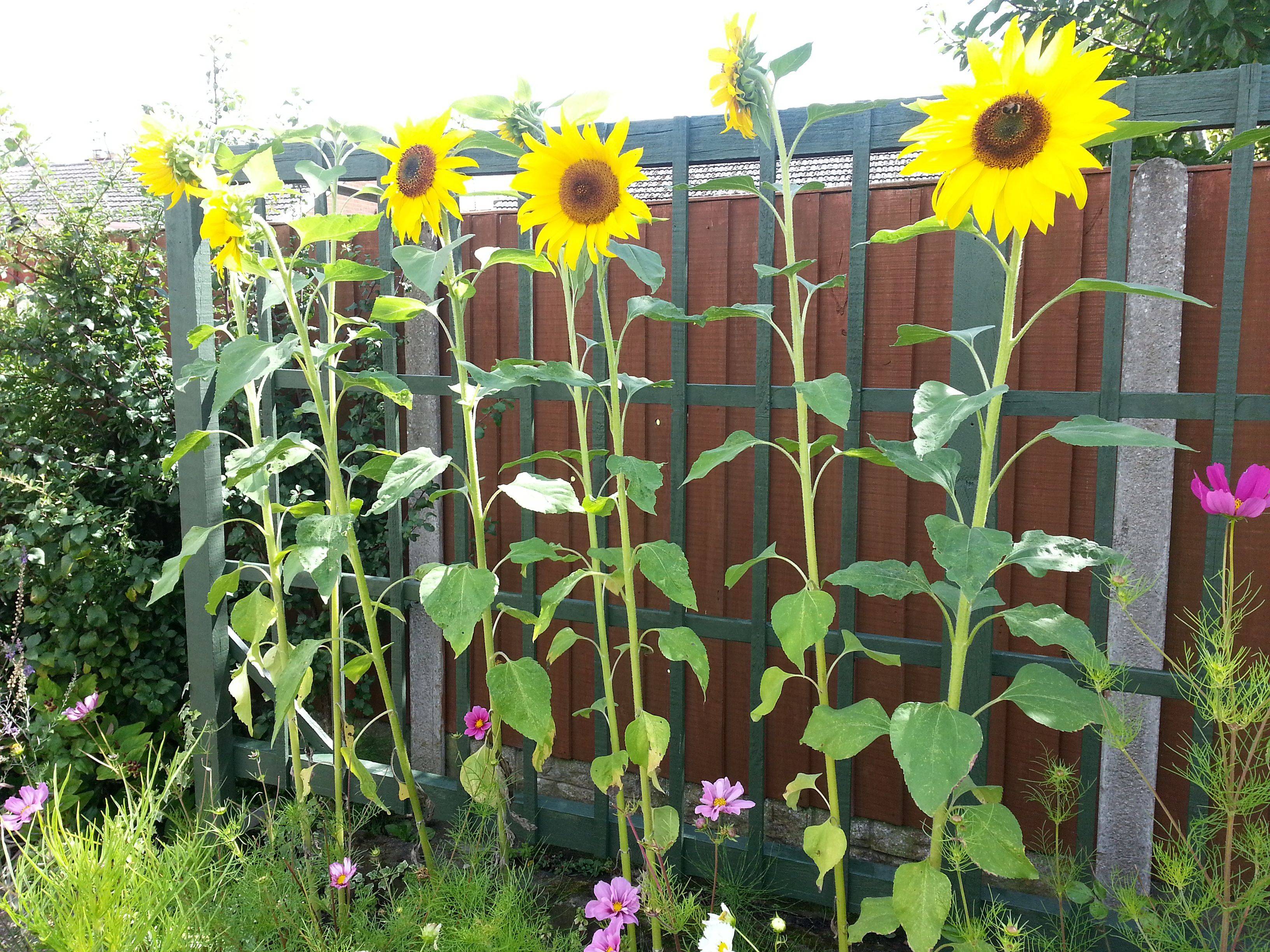 Beautiful Sunflower Backyard Design