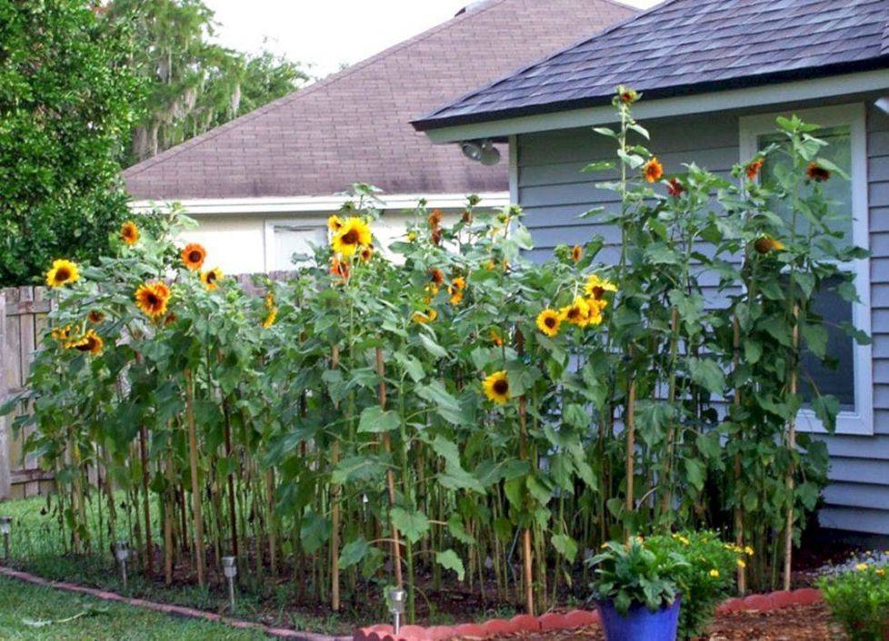 Brilliant Gardening Ideas