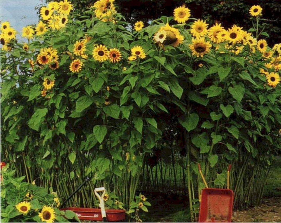 Brilliant Beautiful Sunflower Backyard Design
