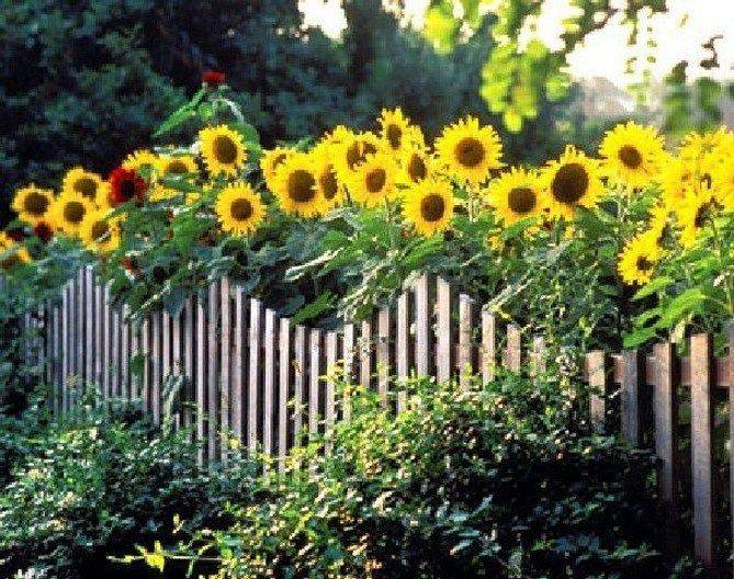 Impressive Beautiful Sunflower Backyard Design